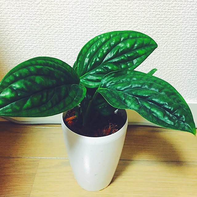 kaaさんの実例写真