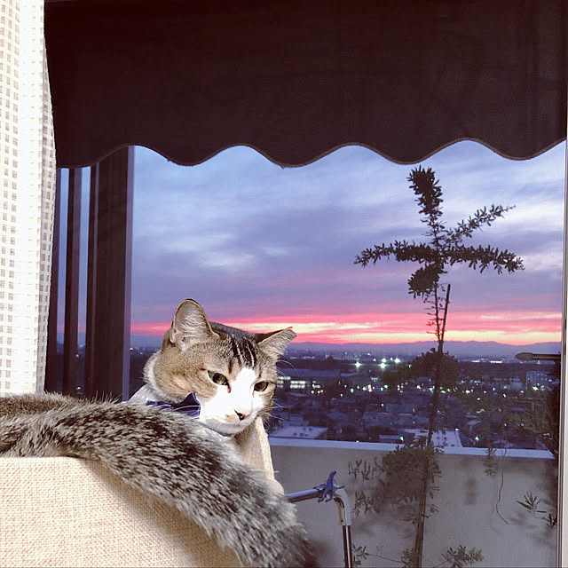 nekomiさんの実例写真