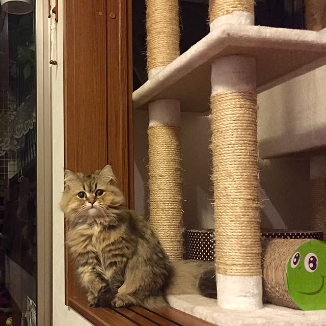 butachanさんの実例写真