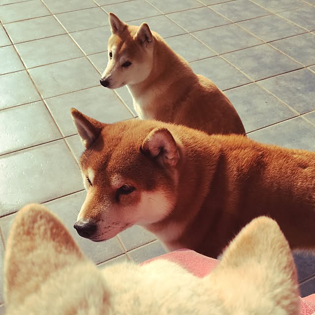 LiZuさんの実例写真