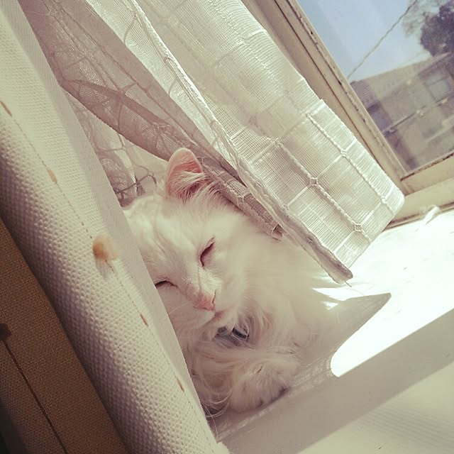 yanoさんの実例写真