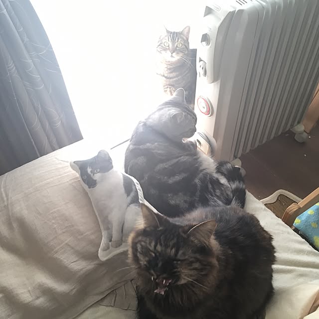 mikomaruさんの実例写真