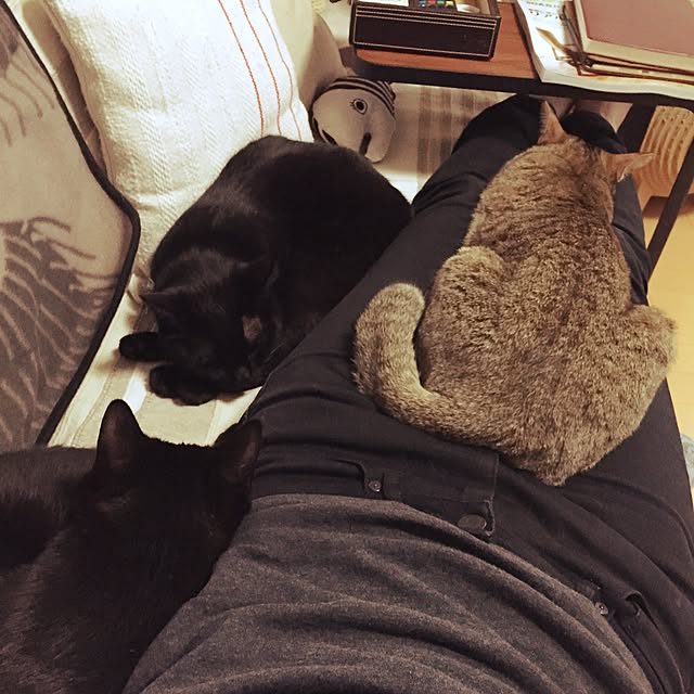 yuki0511さんの実例写真