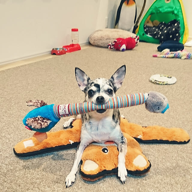 bambi...さんの実例写真