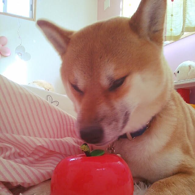 kotaさんの実例写真