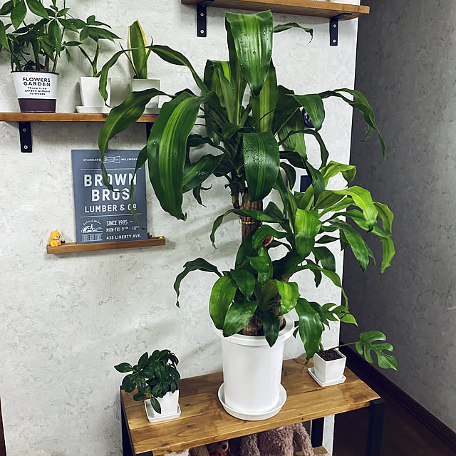 Yoshiさんの実例写真