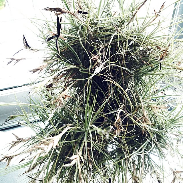 Plantexhibitionhallさんの実例写真