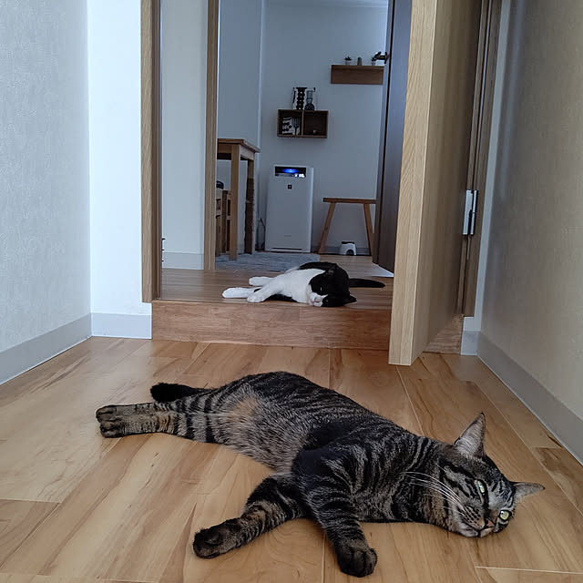 hihaさんの実例写真