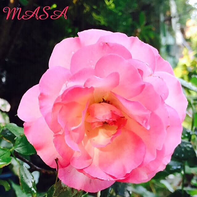 MASAさんの実例写真