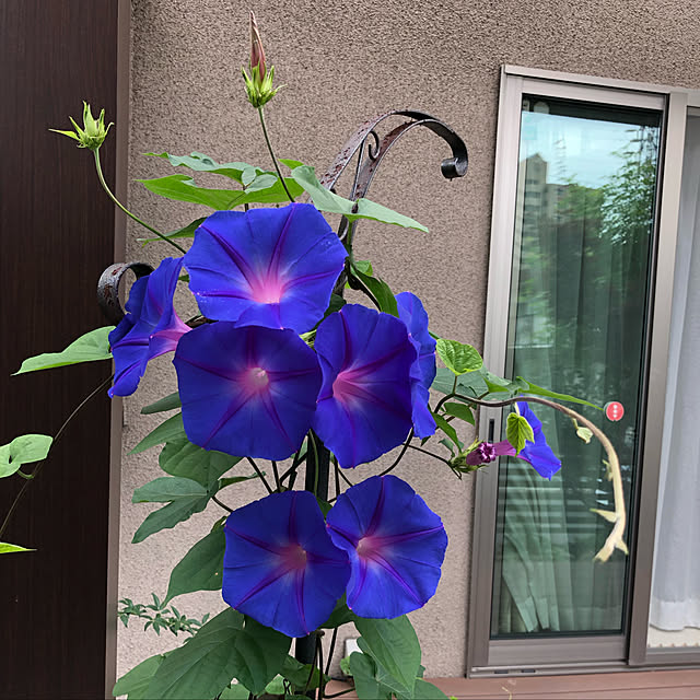 blueさんの実例写真