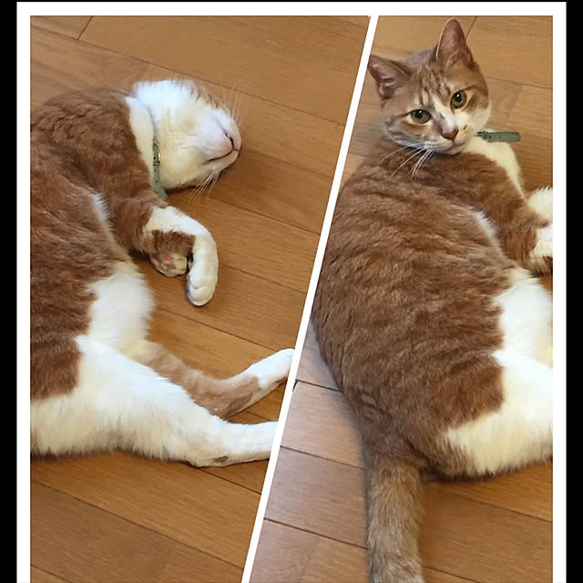 lavie0125さんの実例写真