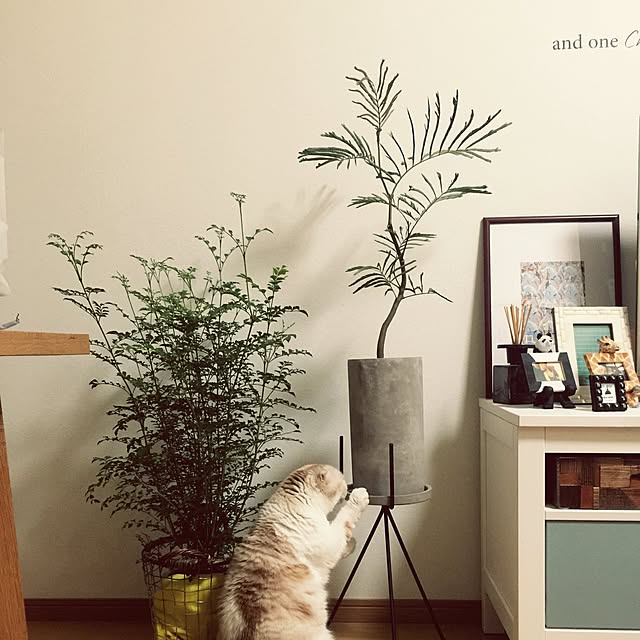 hara0707さんの実例写真