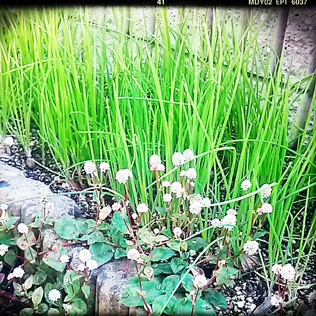 portulacaさんの実例写真
