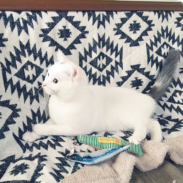 MIPORINNさんの部屋