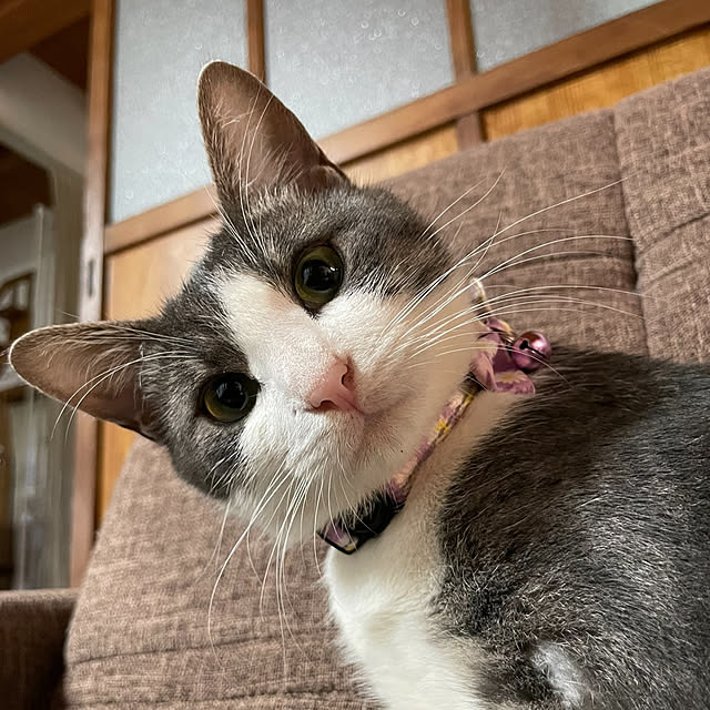 nekosamaさんの部屋
