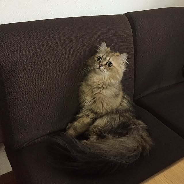 butachanさんの実例写真