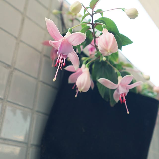 hanacocoさんの実例写真