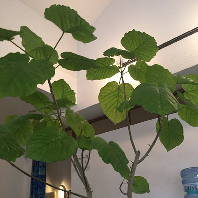 バス/トイレ/観葉植物のインテリア実例 - 2016-04-09 23:38:42