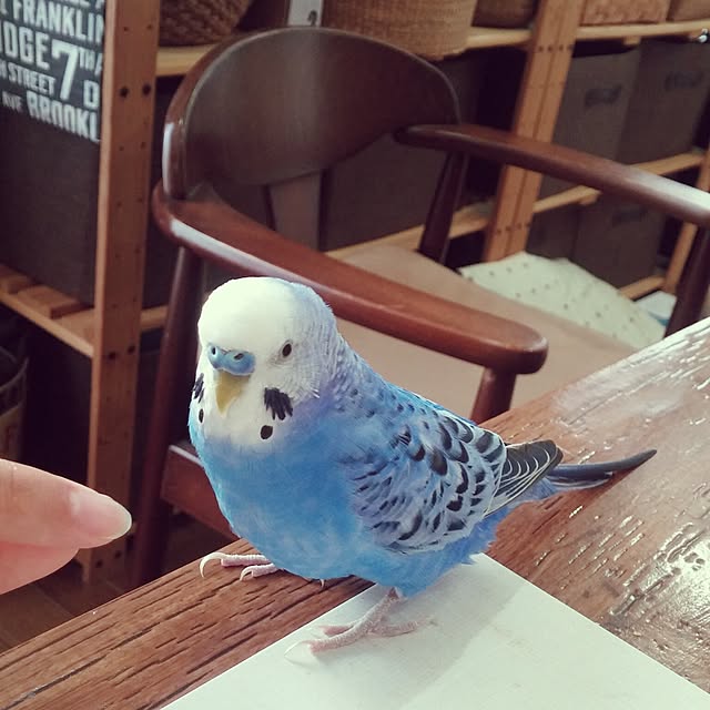 opiopiopiさんの実例写真