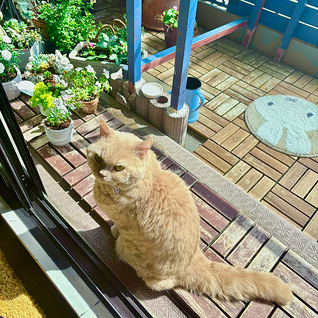 naokoさんの部屋