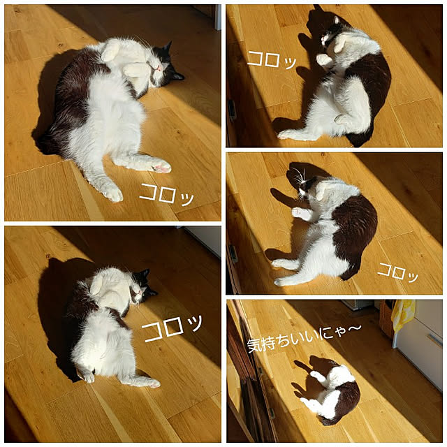 nyagosanさんの実例写真