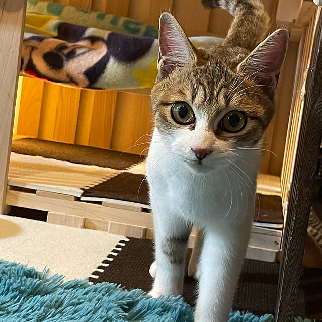 kojiさんの実例写真