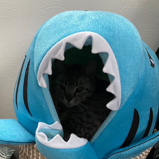 yoshirinさんの実例写真