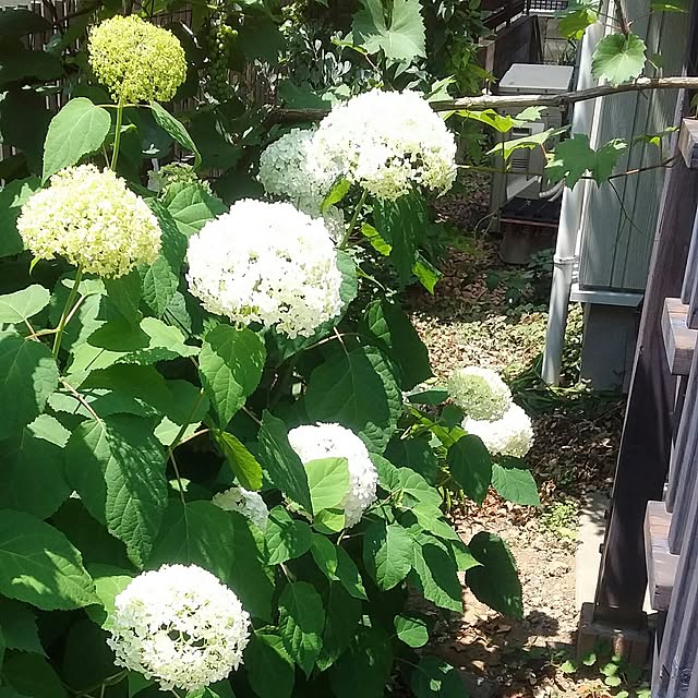 yukkoさんの実例写真