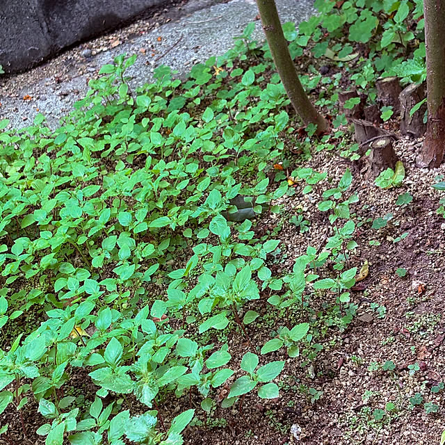 takakoさんの部屋