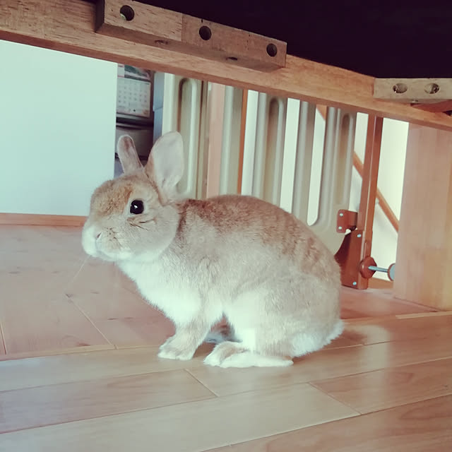 maimaimaikoさんの実例写真