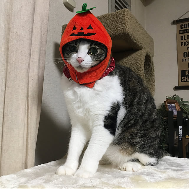 Rumiさんの実例写真