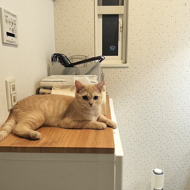ayumiさんの実例写真