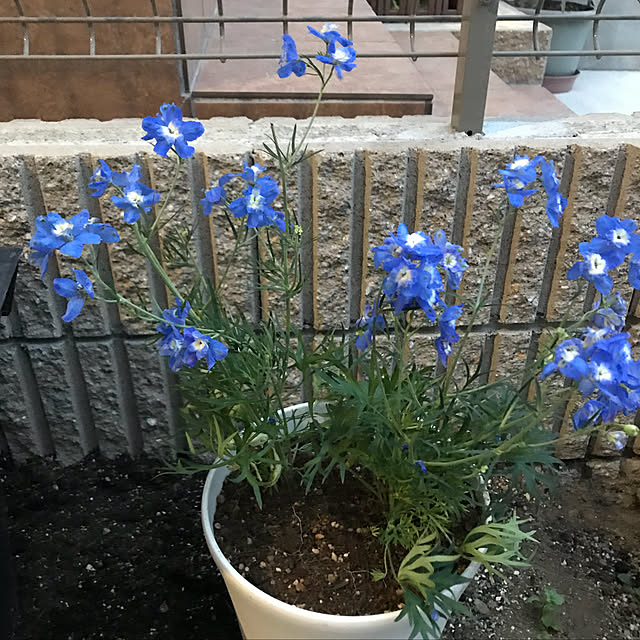 minamiさんの実例写真