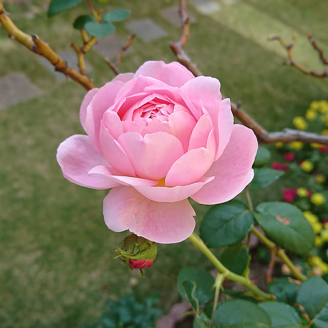 fleur-mamanさんの実例写真