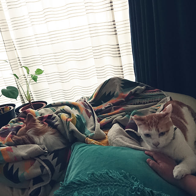 porinさんの実例写真