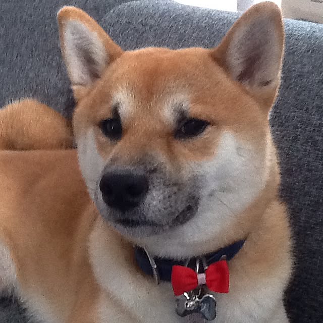 kotaさんの実例写真