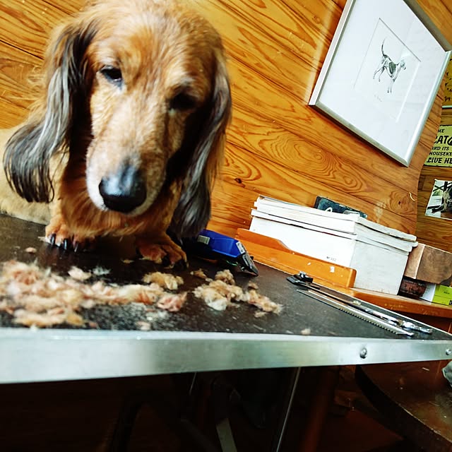 kippeiさんの実例写真