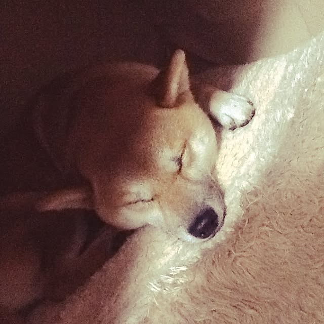 kotaさんの実例写真