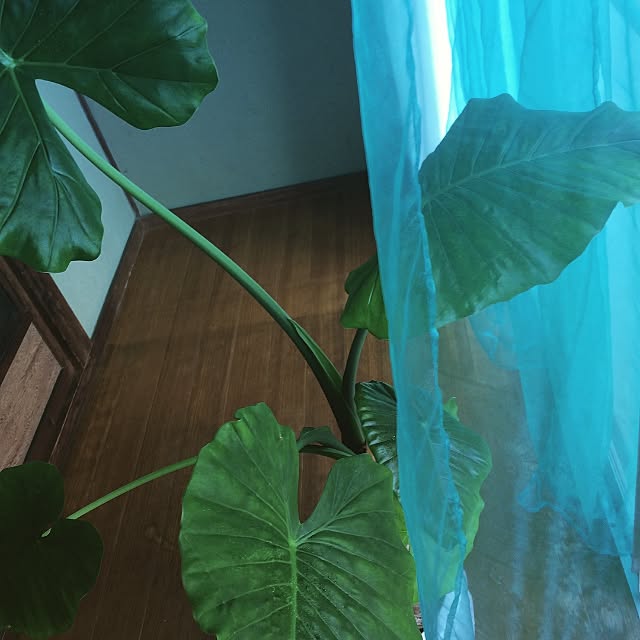 midoriさんの実例写真