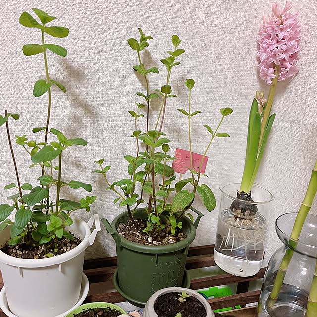 zewさんの実例写真