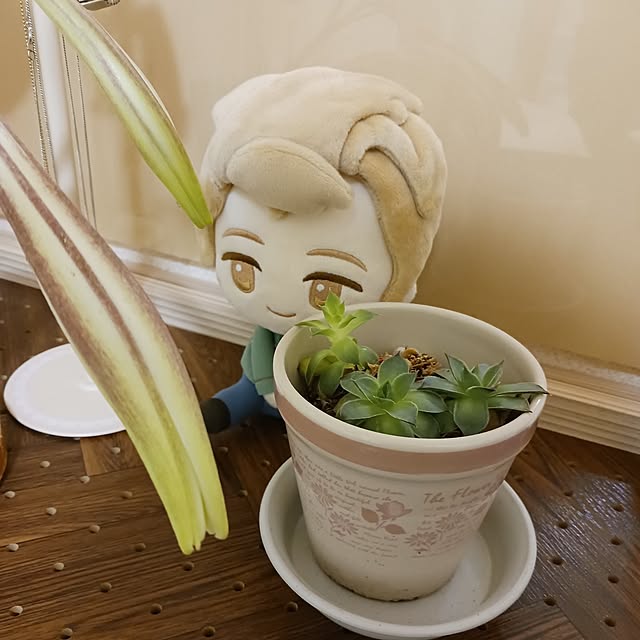 doesさんの実例写真