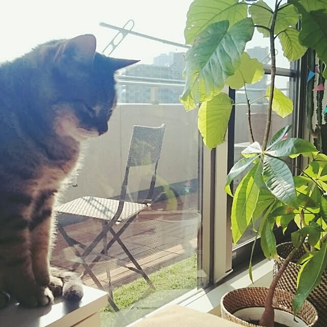 kokesatoさんの実例写真