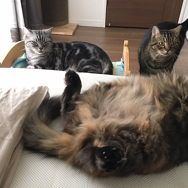 mikomaruさんの実例写真