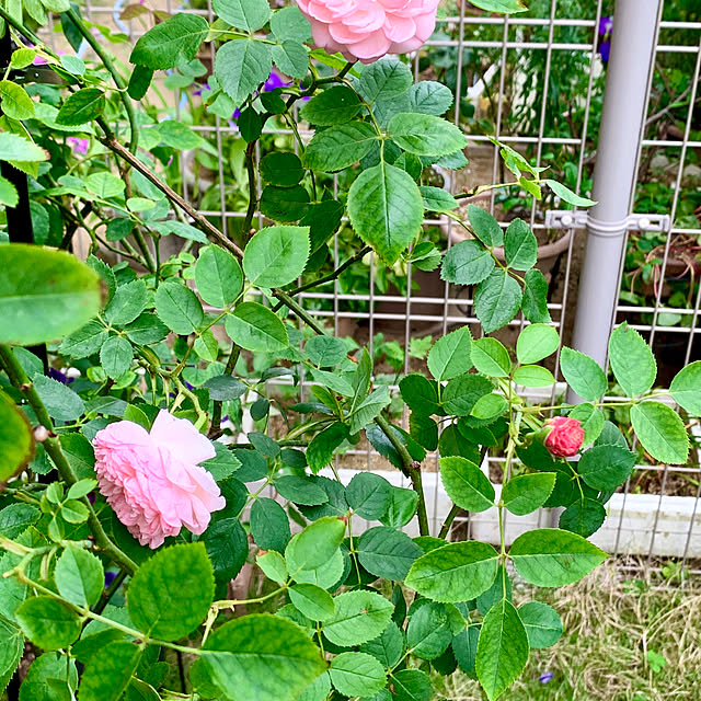 mayfarmさんの実例写真