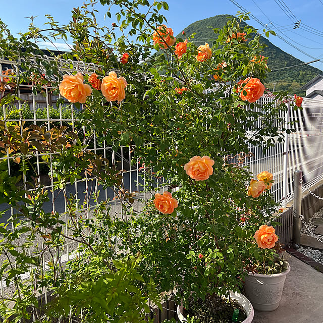 AYUKOさんの実例写真