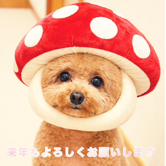 kawauso15さんの部屋