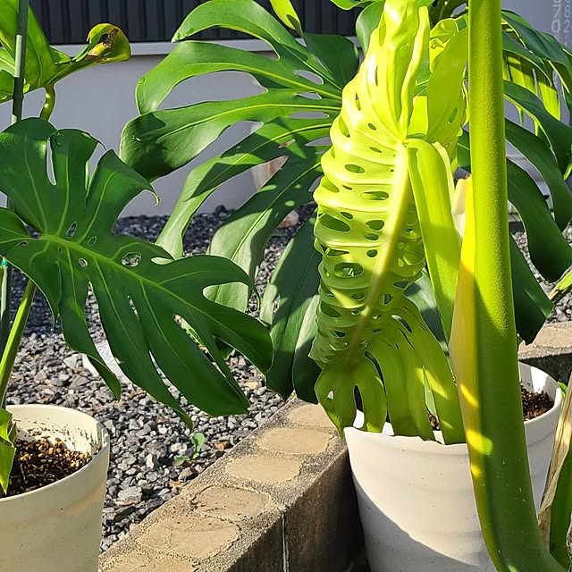 Rubiconさんの部屋