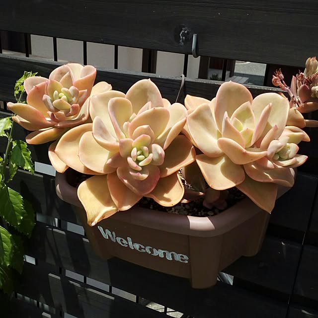 VERANDARJUNさんの実例写真