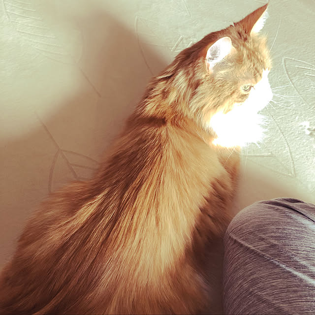 uchidaizuさんの実例写真