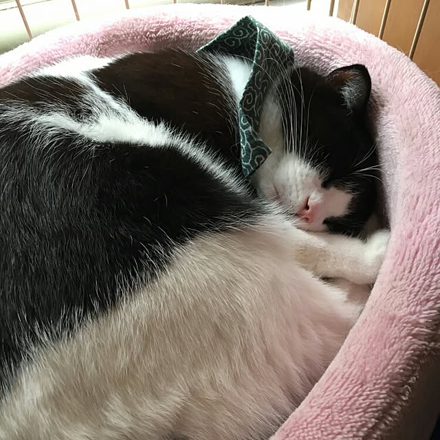 kuromamesukeさんの実例写真